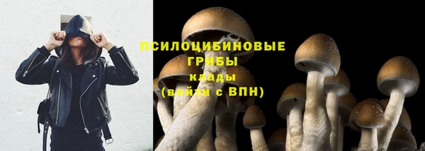 шишки Арсеньев